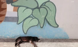 chiens 