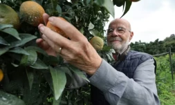 Le producteur de clémentines Jean-Paul Mancel cueille un fruit dans son verger de Santa-Lucia-di-Moriani, en Corse, le 14 novembre 2025 ( AFP / Pascal POCHARD-CASABIANCA )