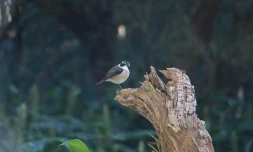 TCO : à la découverte des zarlor de la forêt Tan Rouge