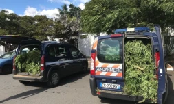 La gendarmerie découvre de 262 pieds de cannabis