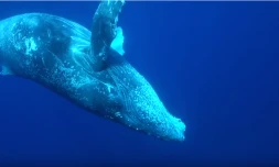 Plongée aux cÎtés d'une baleine curieuse
