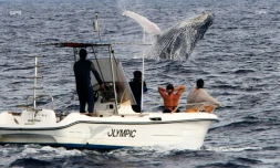 baleines