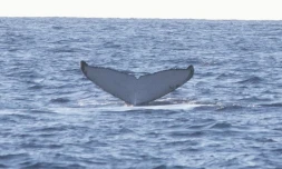 Baleines à bosse : premiÚre photo-identification de l'année