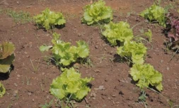 Jardin de Primat