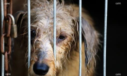 fourrière de saint-marie