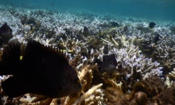 blanchissement des coraux