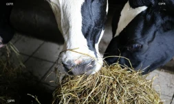 vaches 