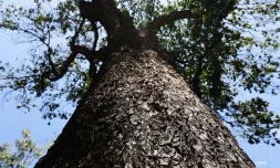 Arbres 