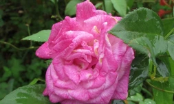 rose édouard, roses bourbon