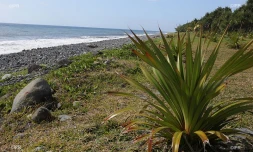 Est de l\'ile 