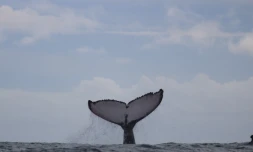 Des baleines comme si il en pleuvait