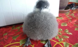 Un jeune puffin tropical récupéré par la Séor prend son envol