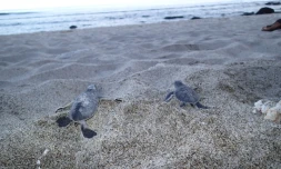 Tortues Kélonia