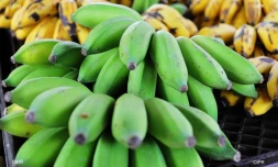 reportage légumes et fruits 
