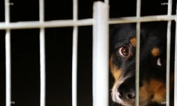 fourriĂšre de saint-marie