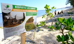 Saint-Paul : des projets pour végétaliser les plages de l'Hermitage et des Brisants