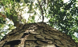 Expositions sur les arbres de l'Ouest (Photo : Mairie de Saint-Paul)