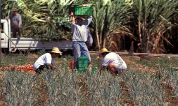 agriculture