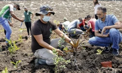 Saint-Pierre : 600 plants au coeur du site d'EDF 