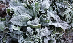 Givre plaine des cafres 