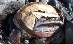 Pierrefond - Une nouvelle tortue retrouvée morte