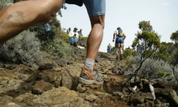 Trail