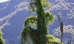 espèce envahissante , les espèces invasives