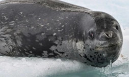Un phoque léopard (Hydrurga leptonyx) photographié sur l’île Livingston, dans l’archipel des îles Shetland du Sud, en Antarctique, le 27 janvier 2024 ( AFP / Juan BARRETO )