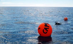 Cap Requins