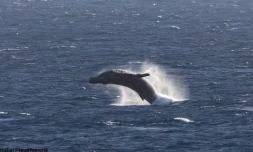 Sauts de baleines grandioses à Cap Méchant
