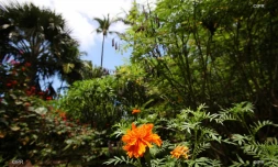 jardin d'Eden 