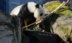 La Chine va prĂȘter Ă l'Australie de nouveaux pandas gĂ©ants, symboles des amitiĂ©s diplomatiques de PĂ©kin, pour remplacer le couple d'ursidĂ©s dont le contrat de prĂȘt arrive Ă Ă©chĂ©ance, a annoncĂ© dimanche le Premier ministre chinois.