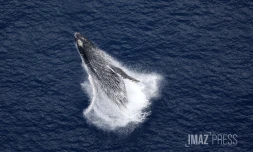 baleines septembre 2023