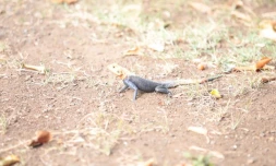 lézard hybride, agame du colon, agama agama