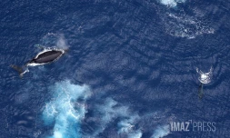 baleines septembre 2023
