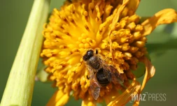 Abeille