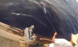 Une carangue gros-tĂȘte relĂąchĂ©e