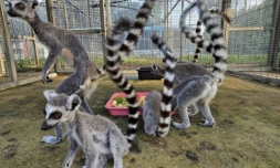 Des lémuriens saisis lors d'une opération de lutte contre le trafic, dans une installation de la province thaïlandaise de Chonburi, photo non datée publiée le 27 novembre 2024 par le ministère thaïlandais des Ressources naturelles et de l'environnement ( Thailand's Ministry of Natural Resources and Environment / Handout )