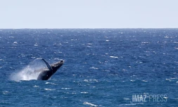 Baleines saint-denis