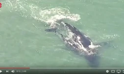 baleine