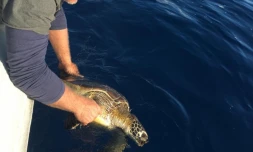Saint-Pierre - Une nouvelle tortue retrouvée morte (Photos : DR)