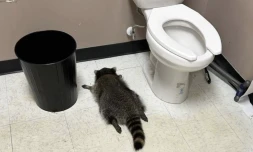 Un raton laveur a été découvert ivre dans les toilettes d’un magasin d’alcool qu’il venait de saccager en Virginie. - Samantha Martin/Hanover County Protection via AP