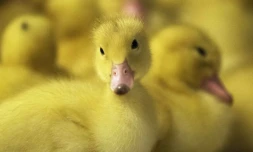 Des canetons dans l'élevage de Hudson Valley Duck Farm à Ferndale, New York le 15 décembre 2017