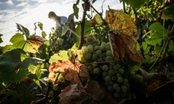 Vendanges à Château-Thébaud, le 13 septembre 2023 en Loire-Atlantique