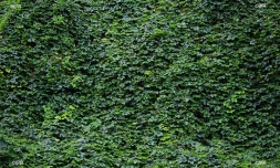 illustrations photos 
