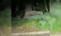 Une lionne en liberté à Berlin