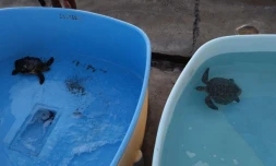 Tortue Kélonia Sauvetage avril 2023