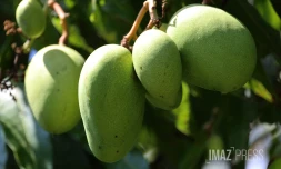 mangues vertes