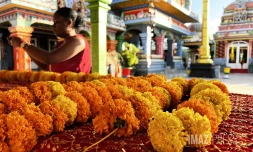 colliers d'oeillet d'inde ou rose d'inde pour cérémonie tamoule