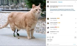 Un chat bionique devient une star des réseaux sociaux 